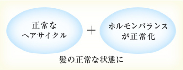 正常なヘアサイクル＋ホルモンバランスの正常