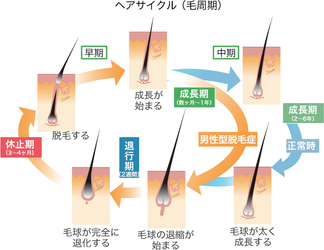 ヘアサイクル（毛周期）